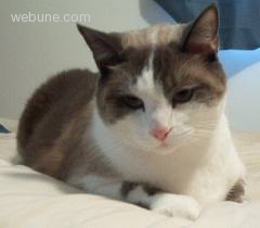 14p-450-kitty-cat.jpg